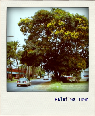 poladroid de haleiwa town